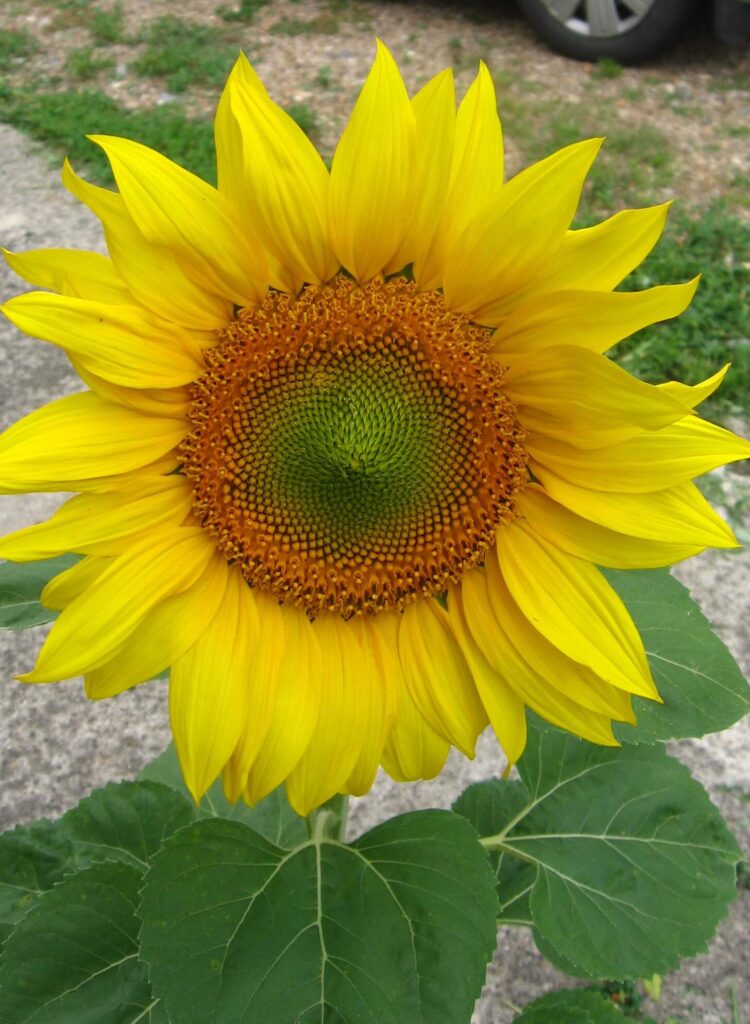 A kertész kertje - Dr. Tóth Endre 4 tóth endre napraforgója