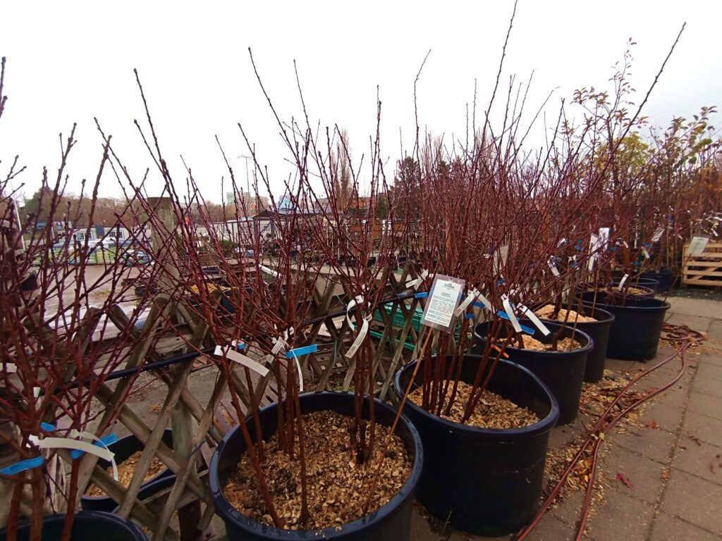 Szabadgyökerű gyümölcsfa tárolása